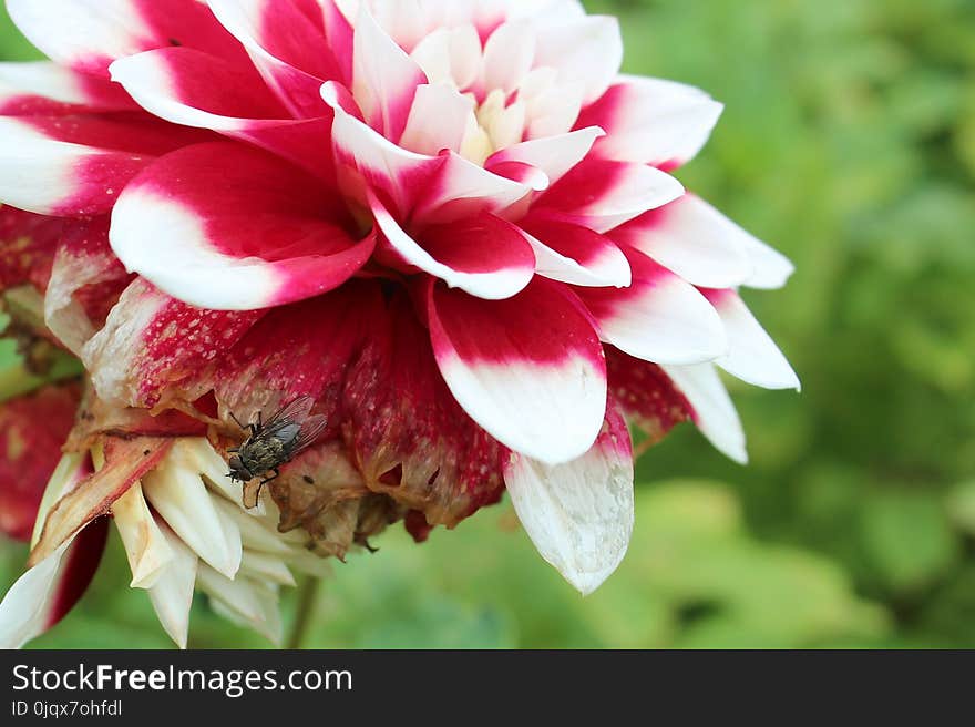 Flower, Plant, Flowering Plant, Petal