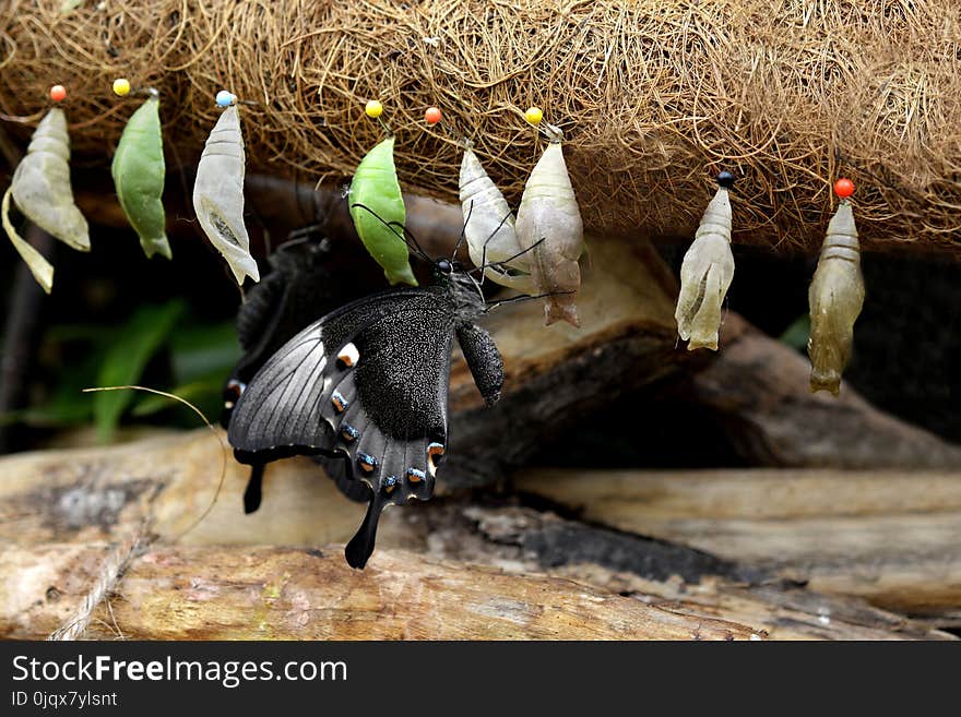 Fauna, Bird, Beak, Organism