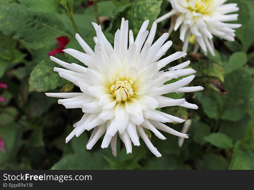 Flower, Plant, Flora, Flowering Plant