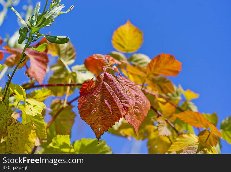 Leaf, Autumn, Flora, Sky