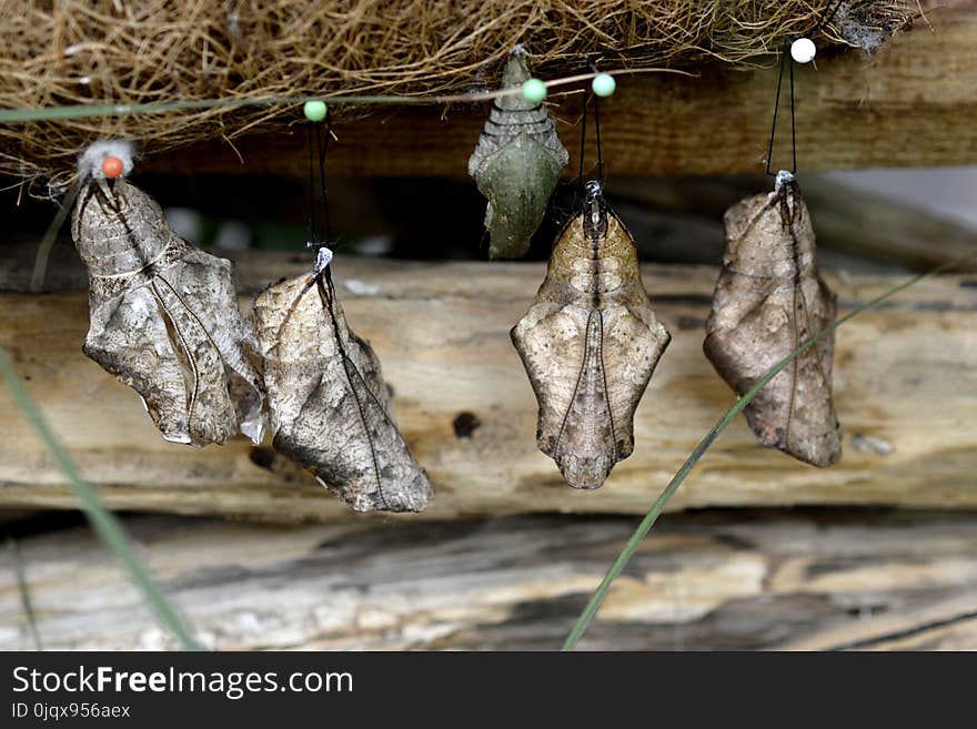 Moths And Butterflies, Insect, Fauna, Invertebrate