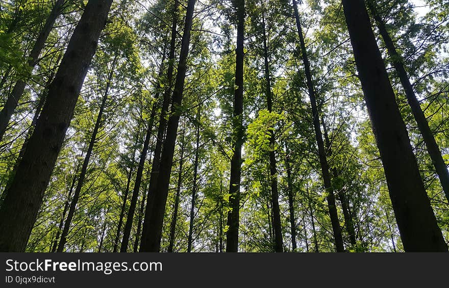 Tree, Nature, Forest, Ecosystem