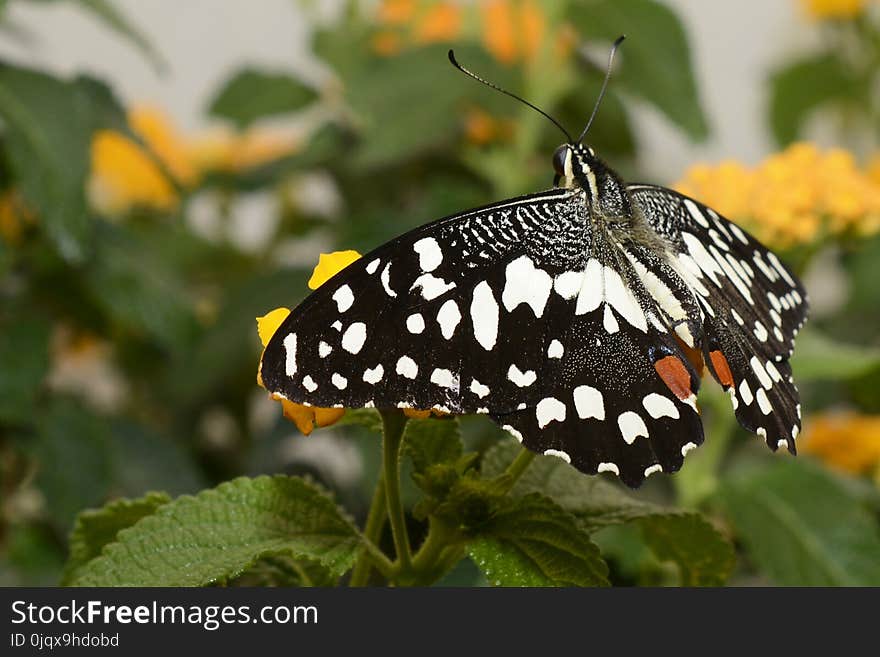 Butterfly, Moths And Butterflies, Insect, Brush Footed Butterfly