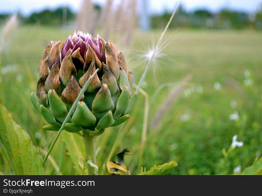 Vegetation, Plant, Field, Close Up