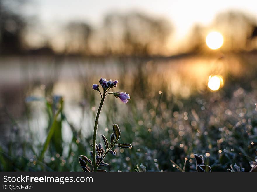 Blue, Flower, Flora, Plant