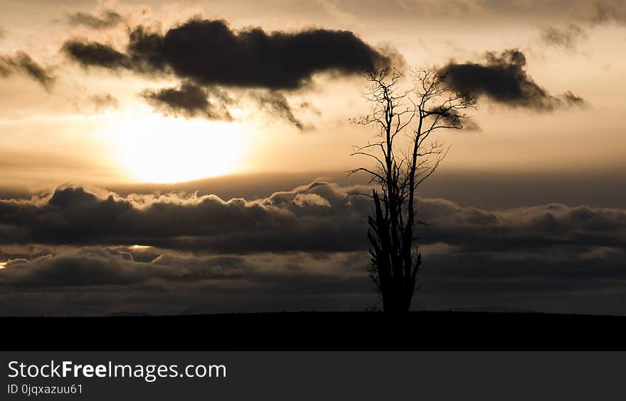 Sky, Cloud, Tree, Woody Plant