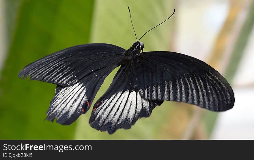 Butterfly, Moths And Butterflies, Insect, Invertebrate