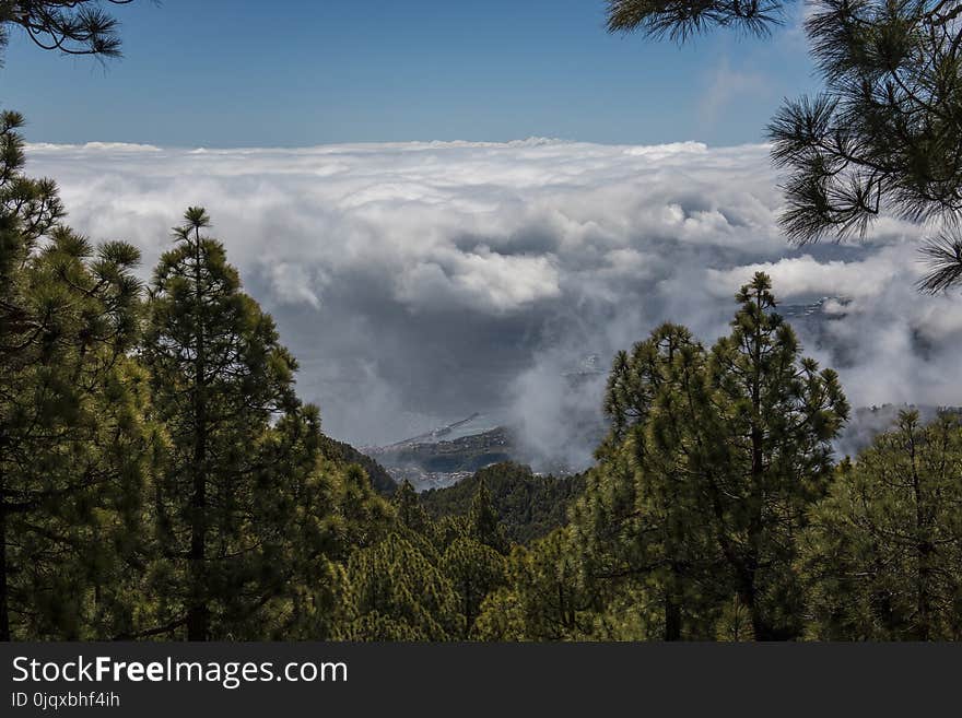 Cloud, Sky, Nature, Tree