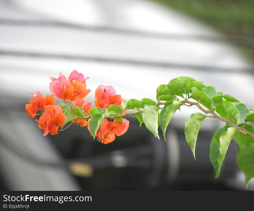 Flower, Flora, Plant, Leaf