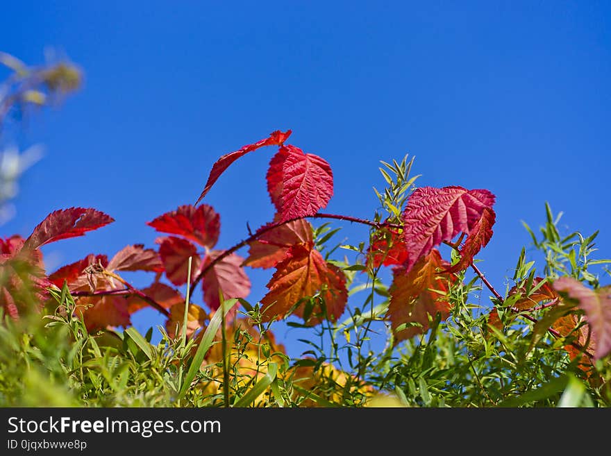 Flora, Sky, Leaf, Plant