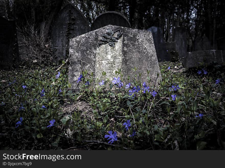 Flower, Grave, Plant, Flora