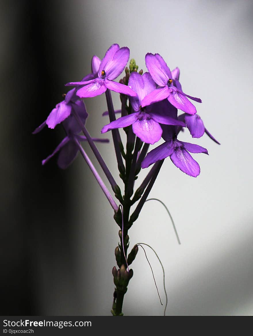 Flower, Flora, Plant, Purple