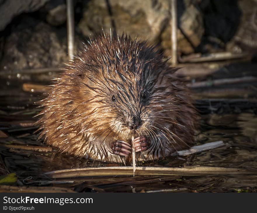 Muskrat, Beaver, Mammal, Fauna