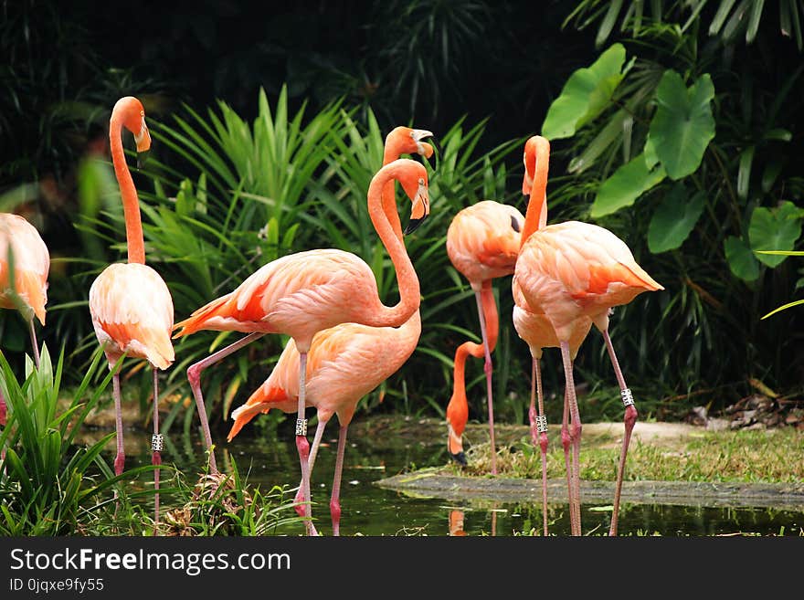 Flamingo, Bird, Water Bird, Beak