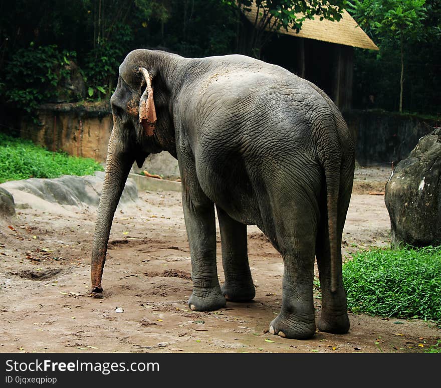 Elephant, Elephants And Mammoths, Terrestrial Animal, Indian Elephant