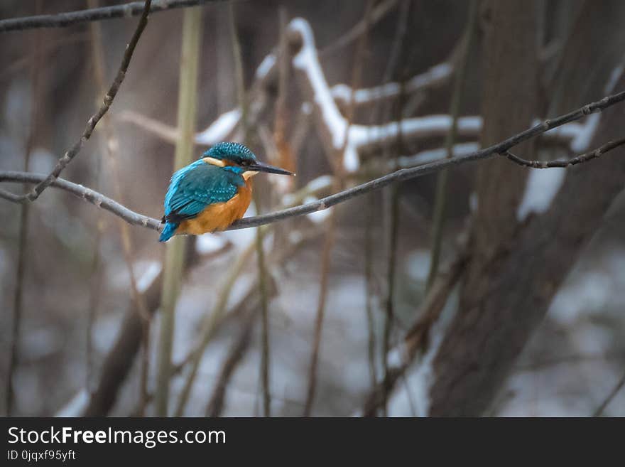 Bird, Beak, Fauna, Branch