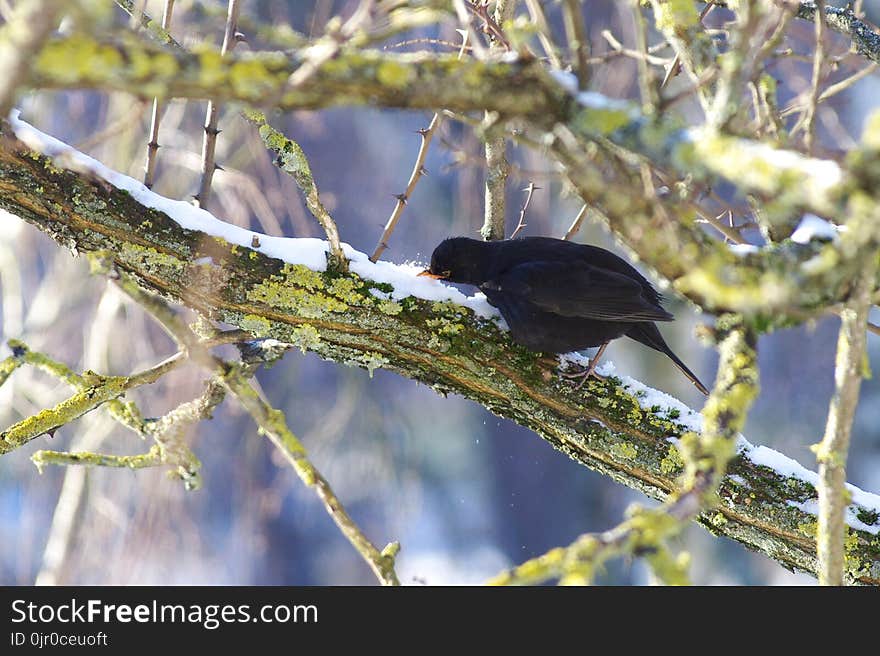 Thrush eating snow on a tree.