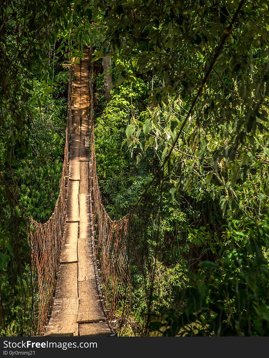 Wood bridge national park brazil old