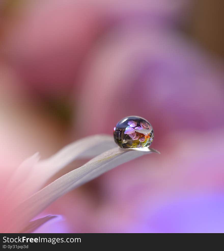 Abstract macro photo with flower and water drops.Artistic Motion Background for desktop. Flowers made with pastel tones.Tranquil abstract closeup art photography.Print for Wallpaper...Floral fantasy design. Abstract macro photo with flower and water drops.Artistic Motion Background for desktop. Flowers made with pastel tones.Tranquil abstract closeup art photography.Print for Wallpaper...Floral fantasy design...