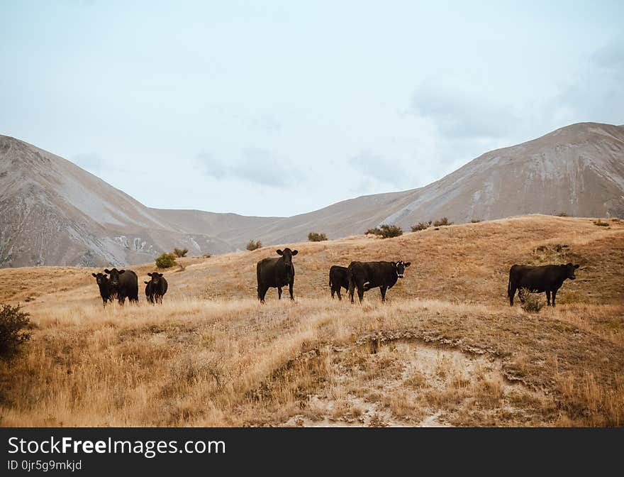 Herd of Cattle on Brown Grass Mountain Under White Sky