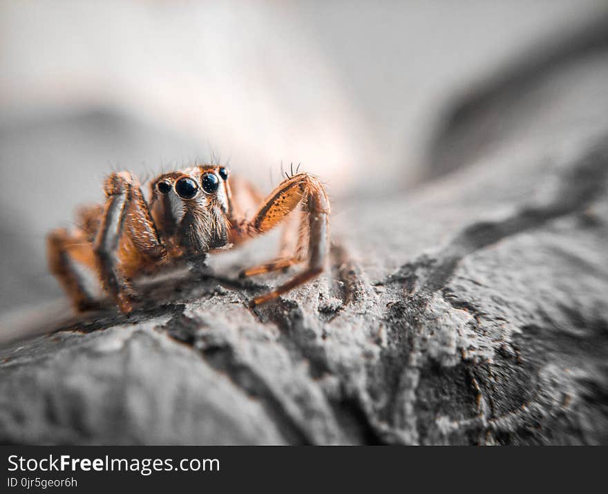 Closeup Photography of Brown Jumping Spider