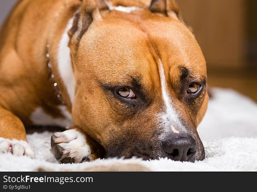 Adult Brown and White Pitbull