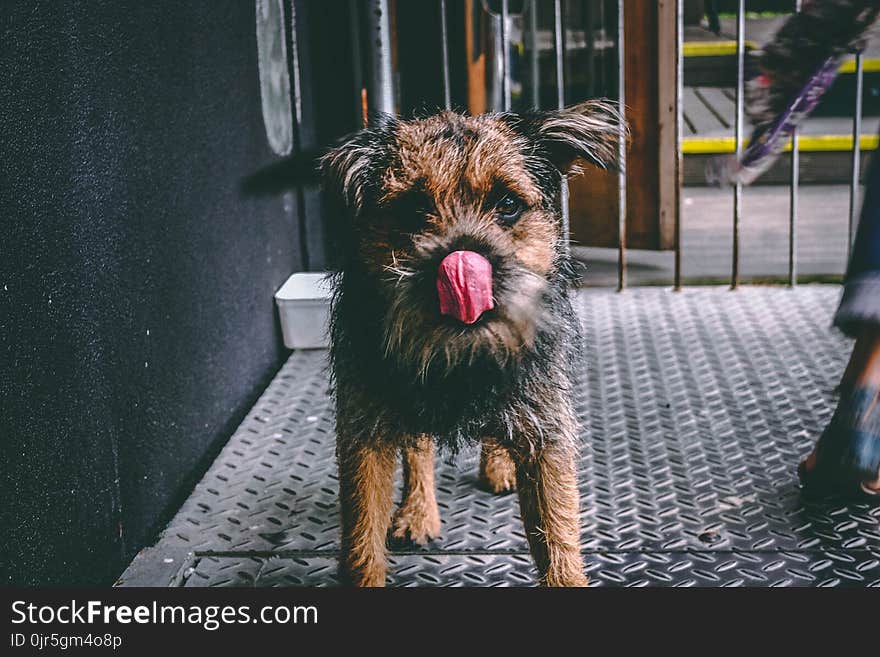 Long-coated Brown and Black Dog on Focus Photo