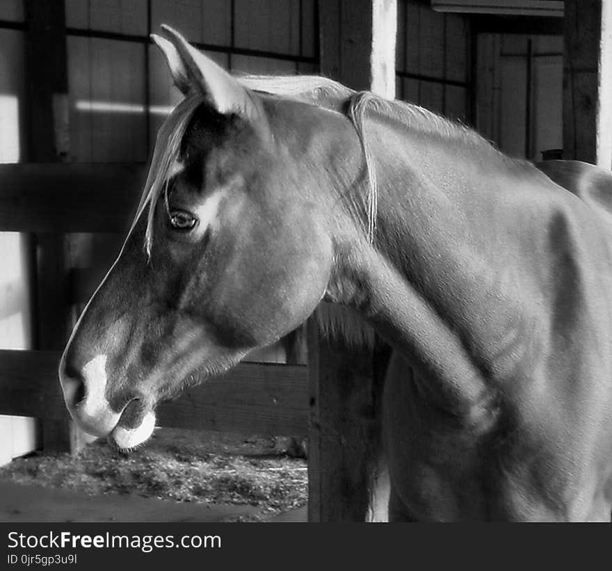 Horse Grayscale Photography