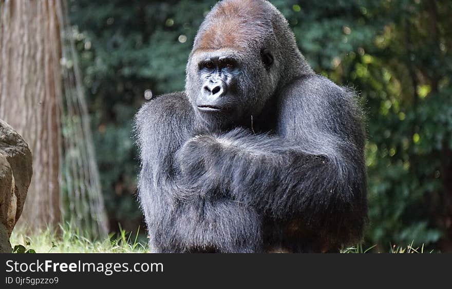 Gorilla Beside Brown Rock