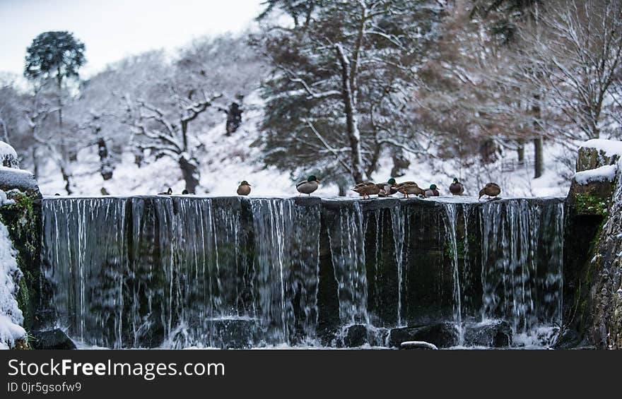 Birds Above Waterfalls