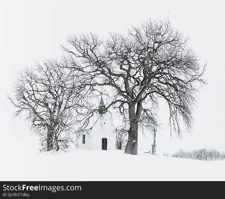 Bare Tree Near Building during Snow Time Photo