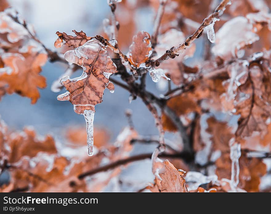 Tilt Shift Lens of Brown Leaves