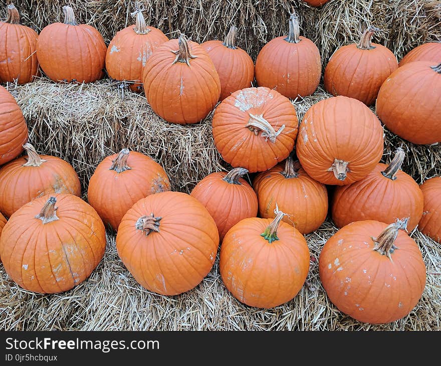 Orange Pumpkin Lot