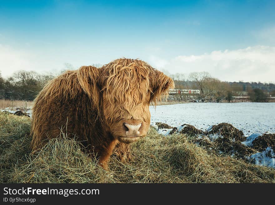 Brown Yak on Green Grass Field