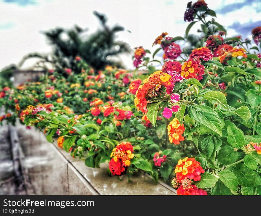 Assorted-color Lantana Flowers Lined