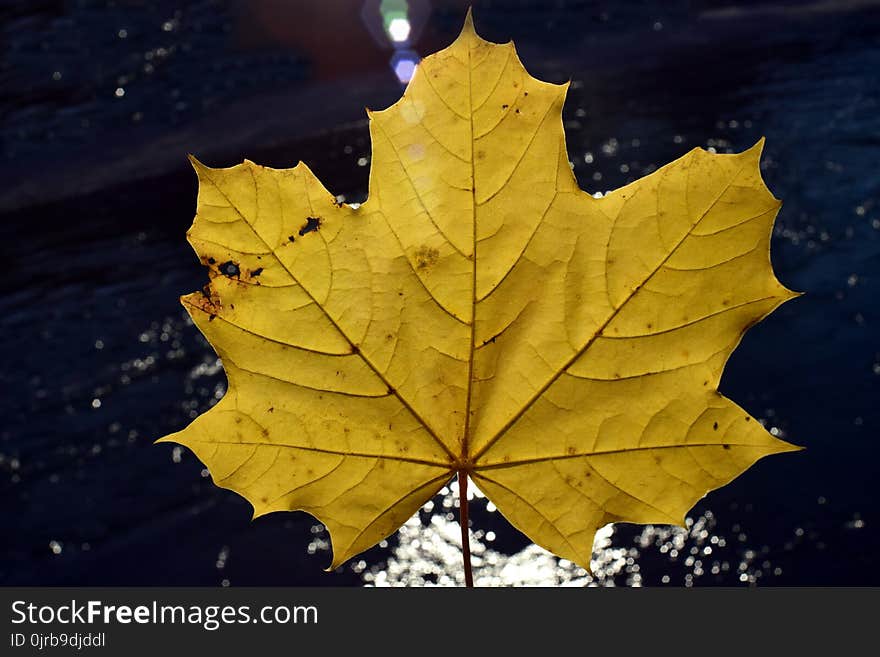 Leaf, Maple Leaf, Autumn, Plane Tree Family