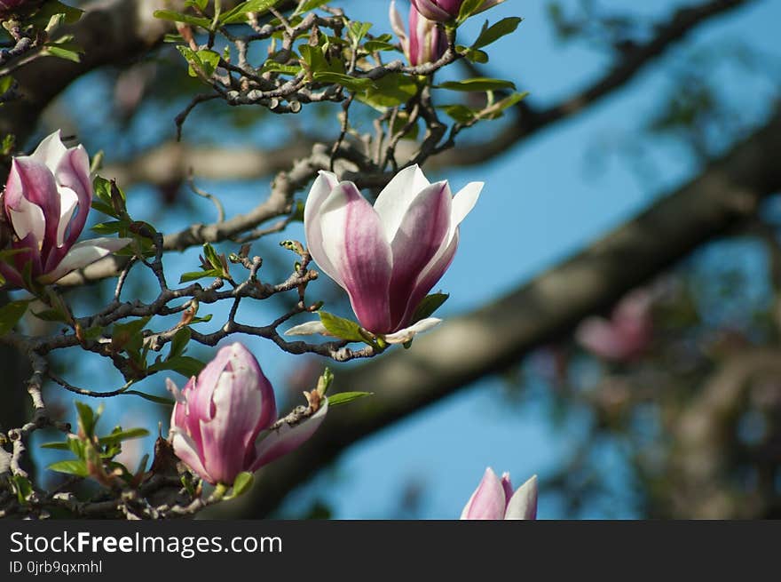 Flower, Plant, Spring, Flowering Plant