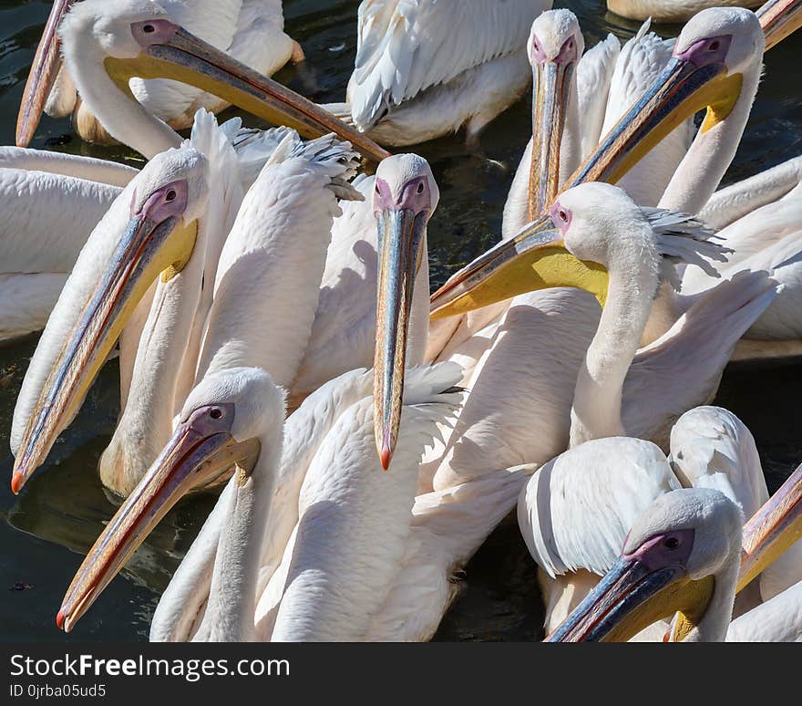 Pelican, Bird, Beak, Seabird