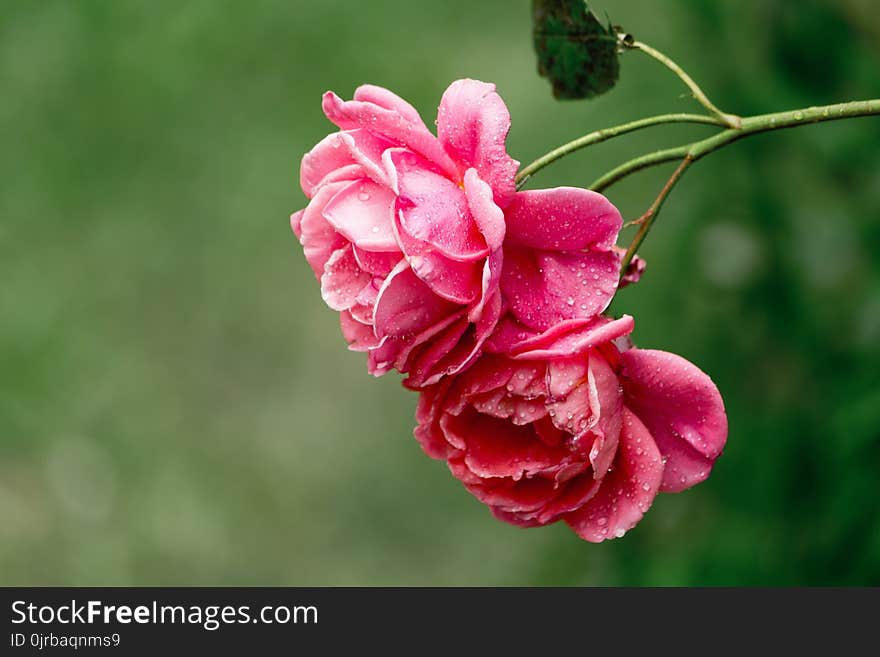 Flower, Pink, Flowering Plant, Rose Family