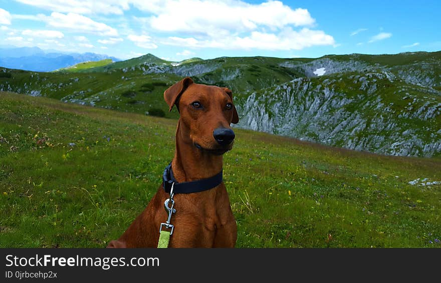 Ecosystem, Dog Breed, Grassland, Grass