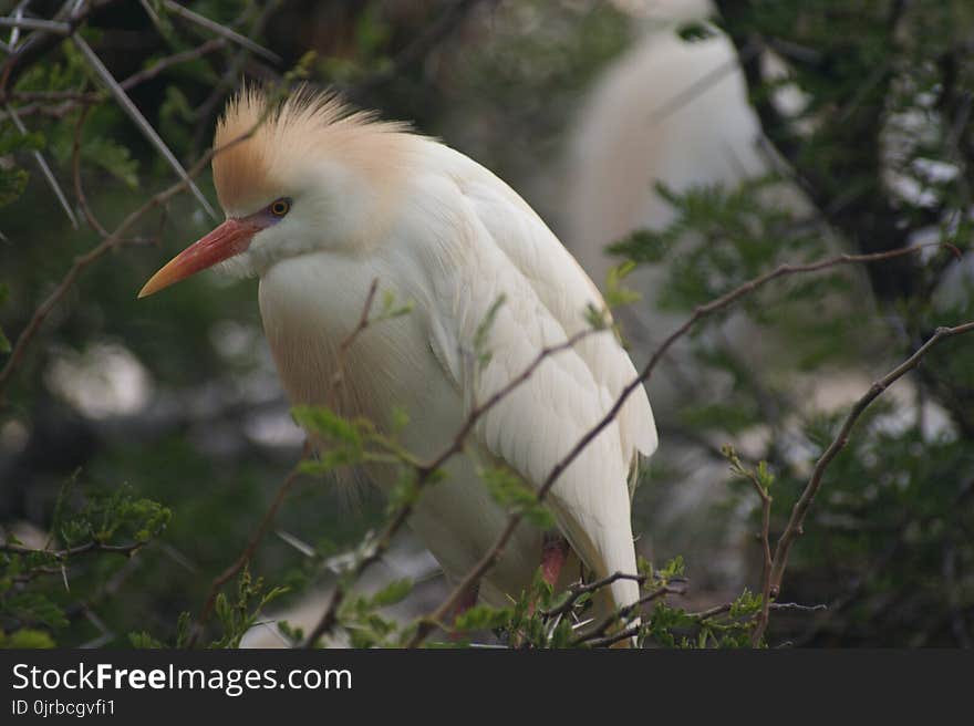 Bird, Beak, Fauna, Egret