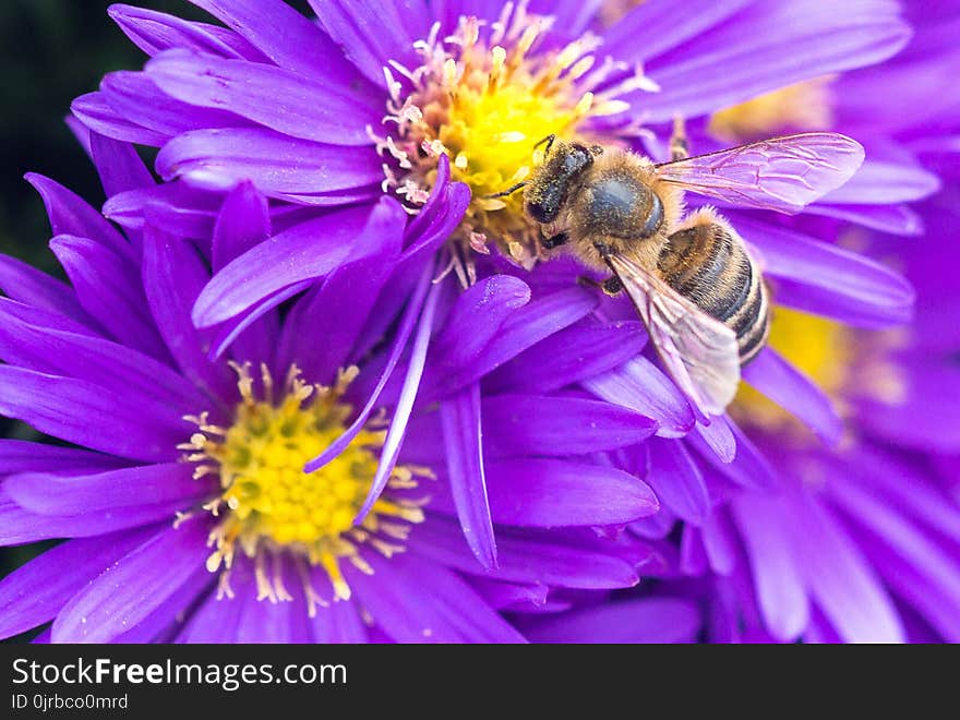 Flower, Honey Bee, Bee, Nectar