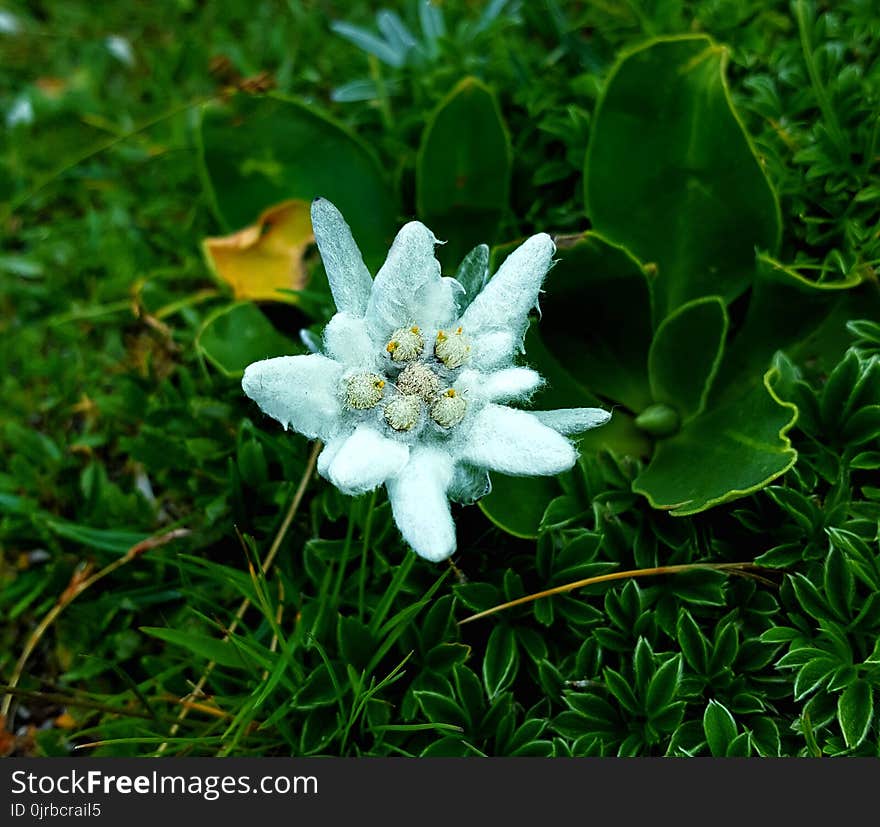 Flower, Plant, Flora, Edelweiss