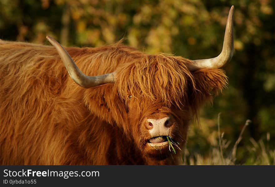 Horn, Cattle Like Mammal, Wildlife, Fauna