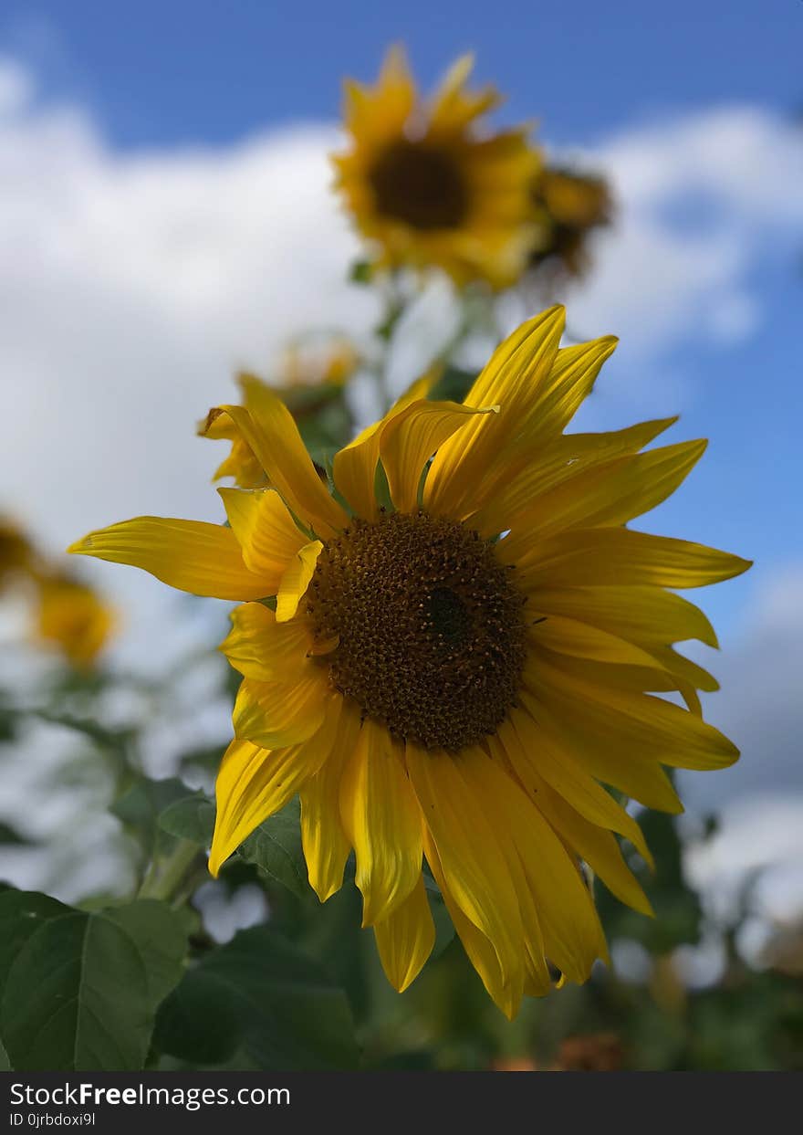 Flower, Sunflower, Yellow, Flowering Plant