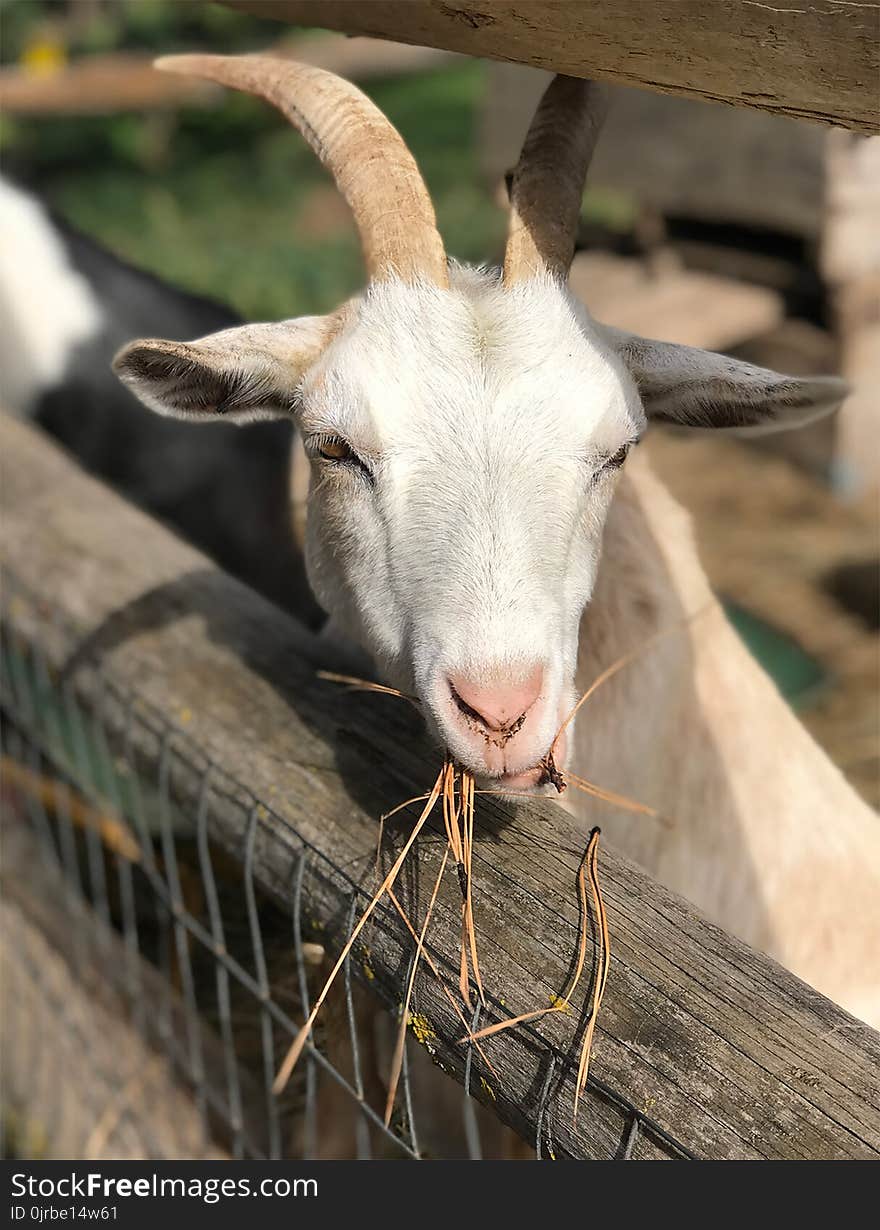 Goats, Goat, Fauna, Cow Goat Family