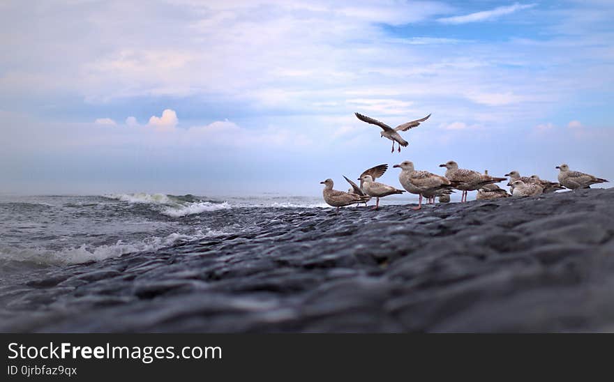 Sea, Sky, Shore, Seabird