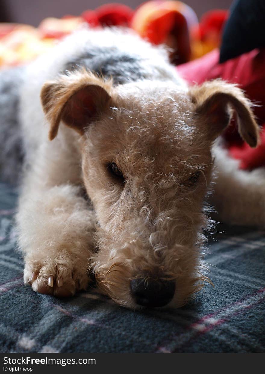 Dog, Dog Like Mammal, Dog Breed, Wire Hair Fox Terrier