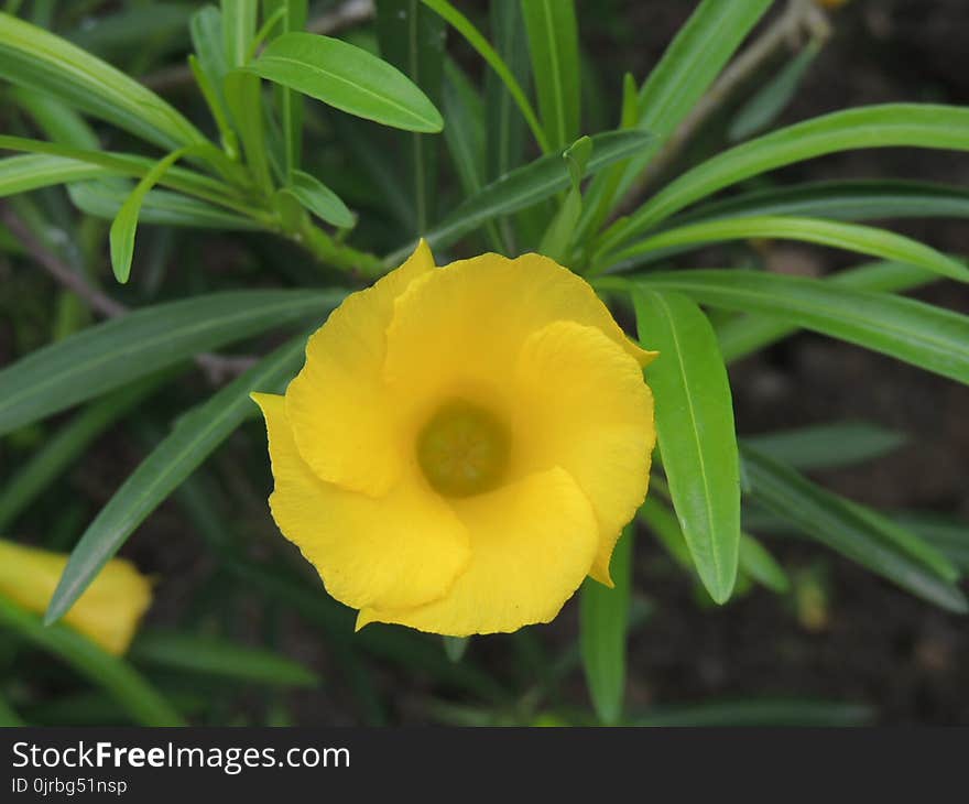 Flower, Yellow, Plant, Flora