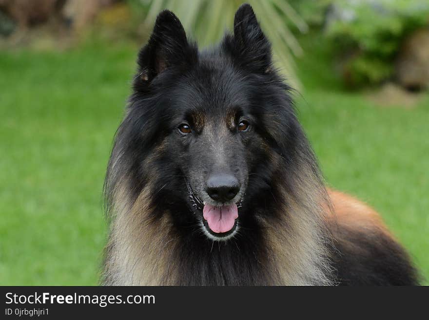 Dog, Dog Like Mammal, Old German Shepherd Dog, Dog Breed